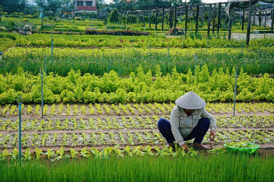 Vietnam’s Tra Que Village: Where Tradition Meets Eco-Tourism